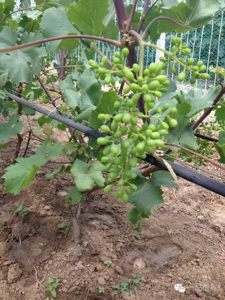 小巷深处的最新果穗味觉奇遇
