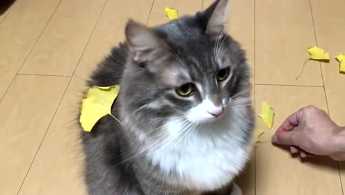 猫咪57最新观点分析与阐述