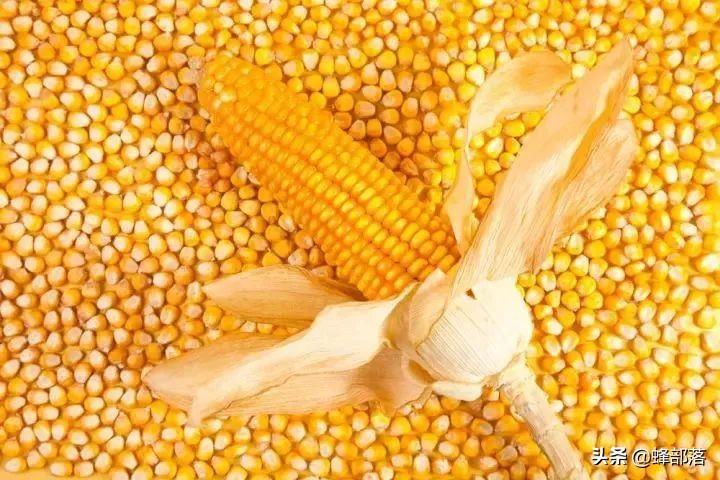 今日玉米最新价，科技智能重塑生活体验